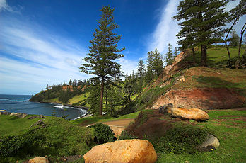 Pin de Norfolk (Araucaria heterophylla). (définition réelle 3 036 × 2 010)