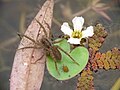 4弁の花。花の大きさは1cm未満で、となりに写っているクモより小さい。