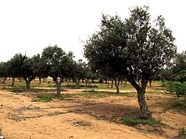 Olijfbomen in de provincie Namibe