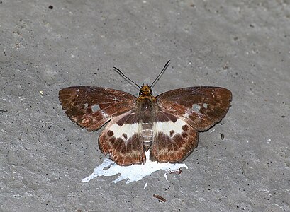 Dorsal view