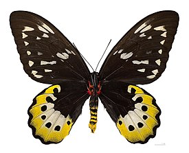 Ornithoptera goliath Самка