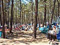Zona de acampada no piñeiral da praia de Ortigueira
