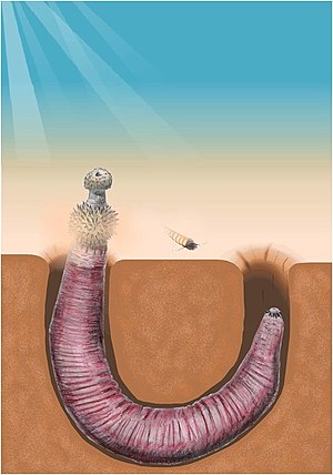 흙 속으로 파고 들어가는 새예동물, 오토이아(Ottoia)에 대한 삽화.