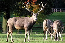 Pere David Deer - Woburn Deer Park (5115883164) .jpg