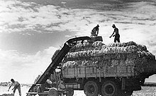 Мужчины загружают тюки сена в грузовик в кибуце.