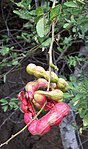 Madras Thorn (Manila Tamarind, Vilayati Ambli in Gujarati, Jungle Jalebi or Ganga Imli in Hindi, रानचिंच (rān chincha) in Marathi, Seeme Hunase in Kannada,సీమ చింతకాయ in Telugu,Kodukkai Puli Maram in Tamil) -- Pithecellobium dulce