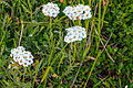 Achillea erba-rotta subsp. moschata - VZ