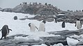 Gentoo penguin colony on Pléneau Island