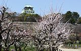 大阪城公園の梅