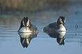 Great Crested Grebe Podiceps cristatus