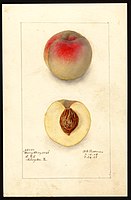 Image of the Dewey Cling variety of peaches (scientific name: Prunus persica), with this specimen originating in Rosslyn, Arlington County, Virginia, United States (1908)