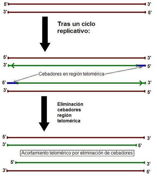 Acortamiento telomérico