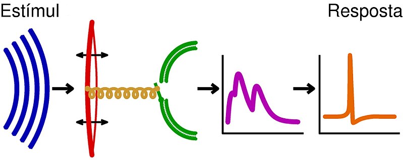 Fitxer:Processing of sound-ca.jpg