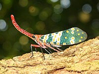 Pyrops candelaria Fulgoridae