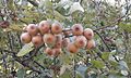 Fruit (Darchula, Népal).