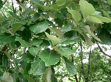 Quercus aliena2.jpg