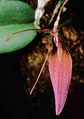 Restrepia dodsonii