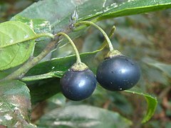 Ripe fruit