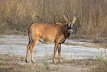 Roan antilopy (Hippotragus equinus koba) .jpg