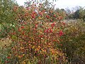 Csipkebogyó más néven hecserli (Rosa canina)