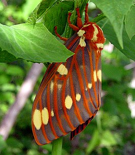 Citheronia regalis