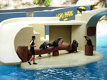 Seals at Loro Parque 06.JPG