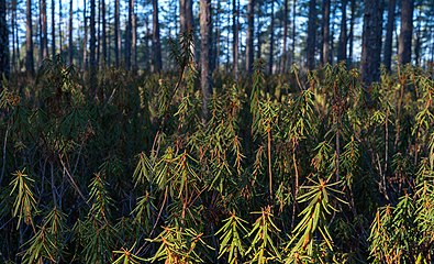 Tall-sumpskog med högvuxen skvattram.