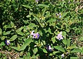 Solanum campylacanthum