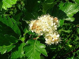 Цветущий куст S. arranensis (Айршир, Шотландия)