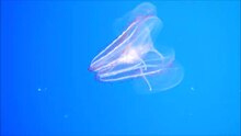 Файл: Spotted Comb Jelly.webm