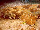 Пятнистый wobbegong.jpg