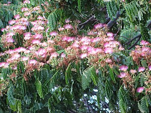 Fleurs d'Albizia saman.