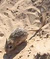 thick-tailed three-toed jerboa