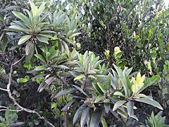 Persea palustris[англ.]