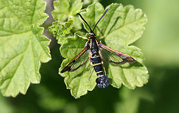 Serbentinis stiklasparnis (Synanthedon tipuliformis)