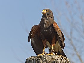 Han af brunskuldret våge (Parabuteo unicinctus)