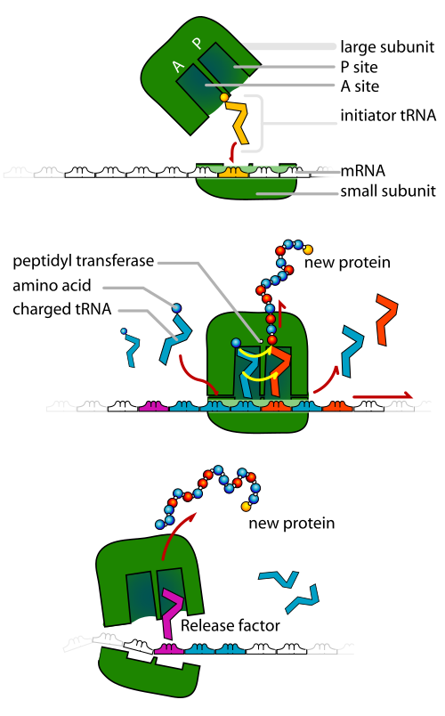 TRNA ribosomes diagram en