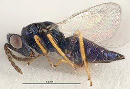 Tetrastichus crioceridis