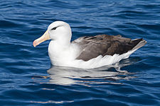 Žutokljuni albatros (Thalassarche melanophris)