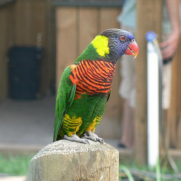 600px-Trichoglossus_haematodus_-Tanganyika_Wildlife_Park-8a-4c.jpg