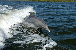 The common bottlenose dolphin is the most abundant marine mammal in the park