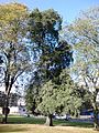 Convex-leaved field elm cultivar, Duncan Place, Leith Links, 2016