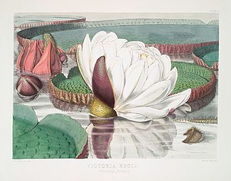 Уолтер Гуд Фитч: Цветок виктории амазонской, иллюстрация 1851 года