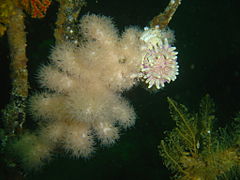 Violet spotted anemone and soft corals