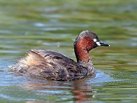 Kis vöcsök (Tachybaptus ruficollis)