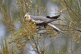 Cockatiel