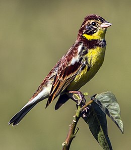 Rusinė starta (Emberiza aureola)