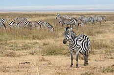 Stado zebr, Serengeti
