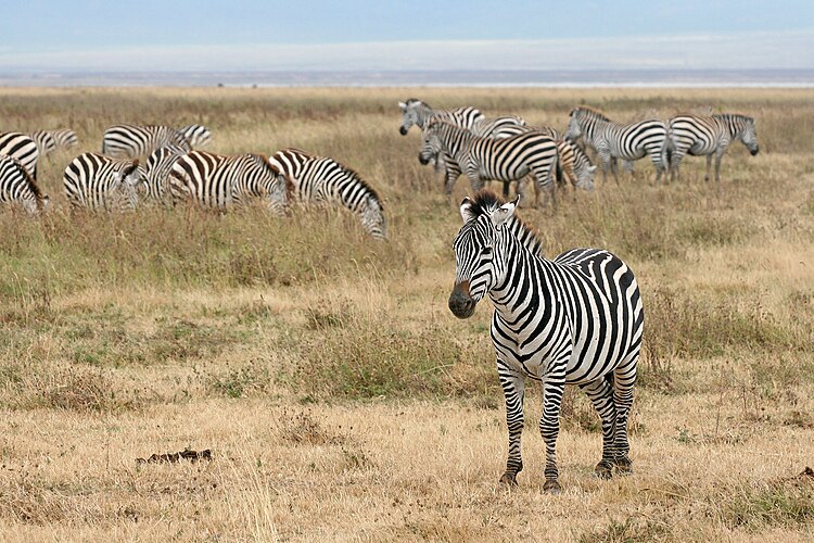 Зебры (Equus quagga) в кратере Нгоронгоро (Танзания)