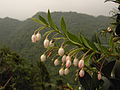 大葉越橘開花，分佈在稜線與溪谷，立夏花期為主-2007夏